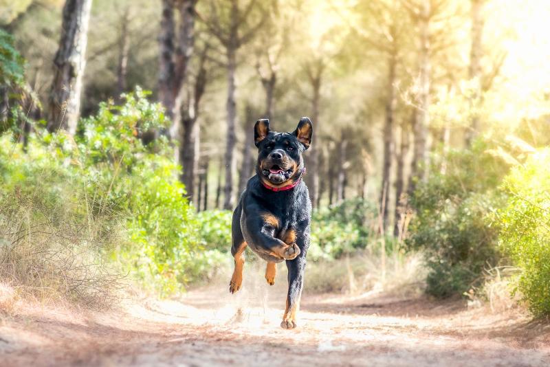 Por qué ladran tanto los perros y se ponen inquietos durante los sismos