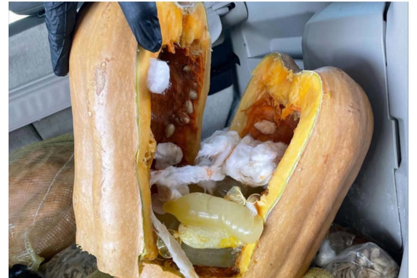 El plan falló; Descubren 136 condones llenos de droga ocultos en calabazas