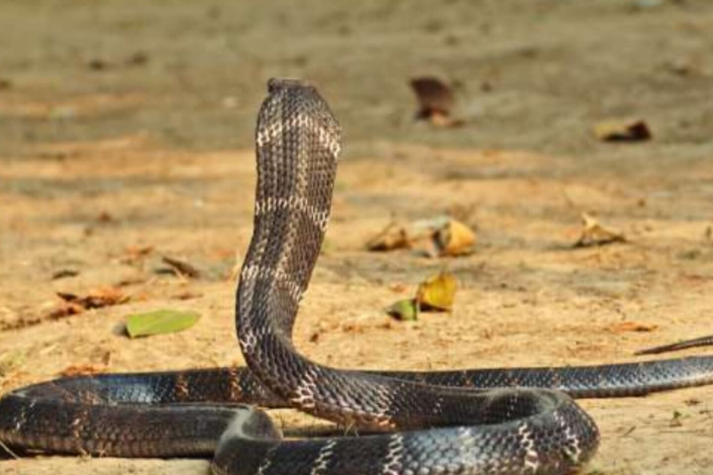 Una cobra muere tras ser mordida por un niño al que había atacado