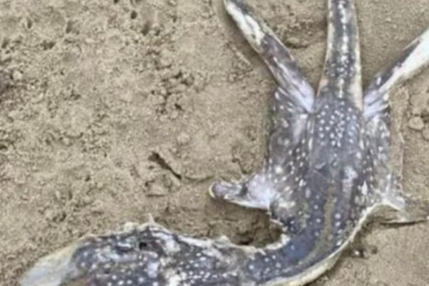 Aparece una extraña criatura en Reino y nadie sabe qué es