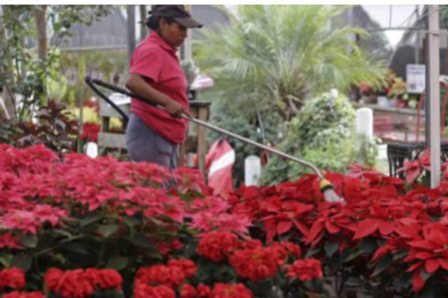 Los detalles que debes revisar al comprar una flor de nochebuena para que te dure más tiempo