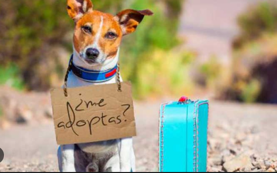 ¿Vas a adoptar una mascota? Ten en cuenta estos consejos antes de hacerloÁreas de comidaLugar para dormirJuguetesAlimentaciónVistas al veterinario