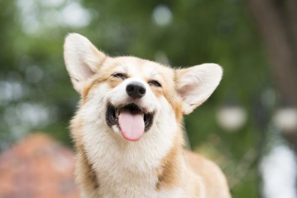 Éstas son las frutas y verduras que tus perros sí pueden comer