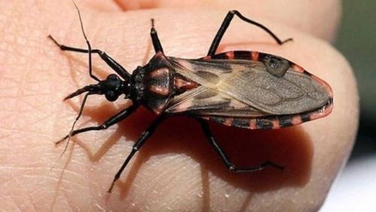 Nuevo León en alerta por chinche besucona, su picadura puede ser mortal