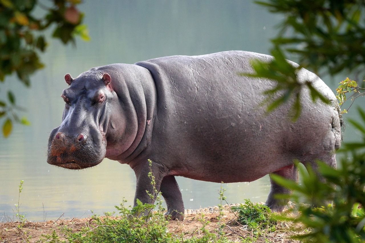 Africam Safari mando hipopótamo alfa al Zoo de Osaka y resultó ser hembra