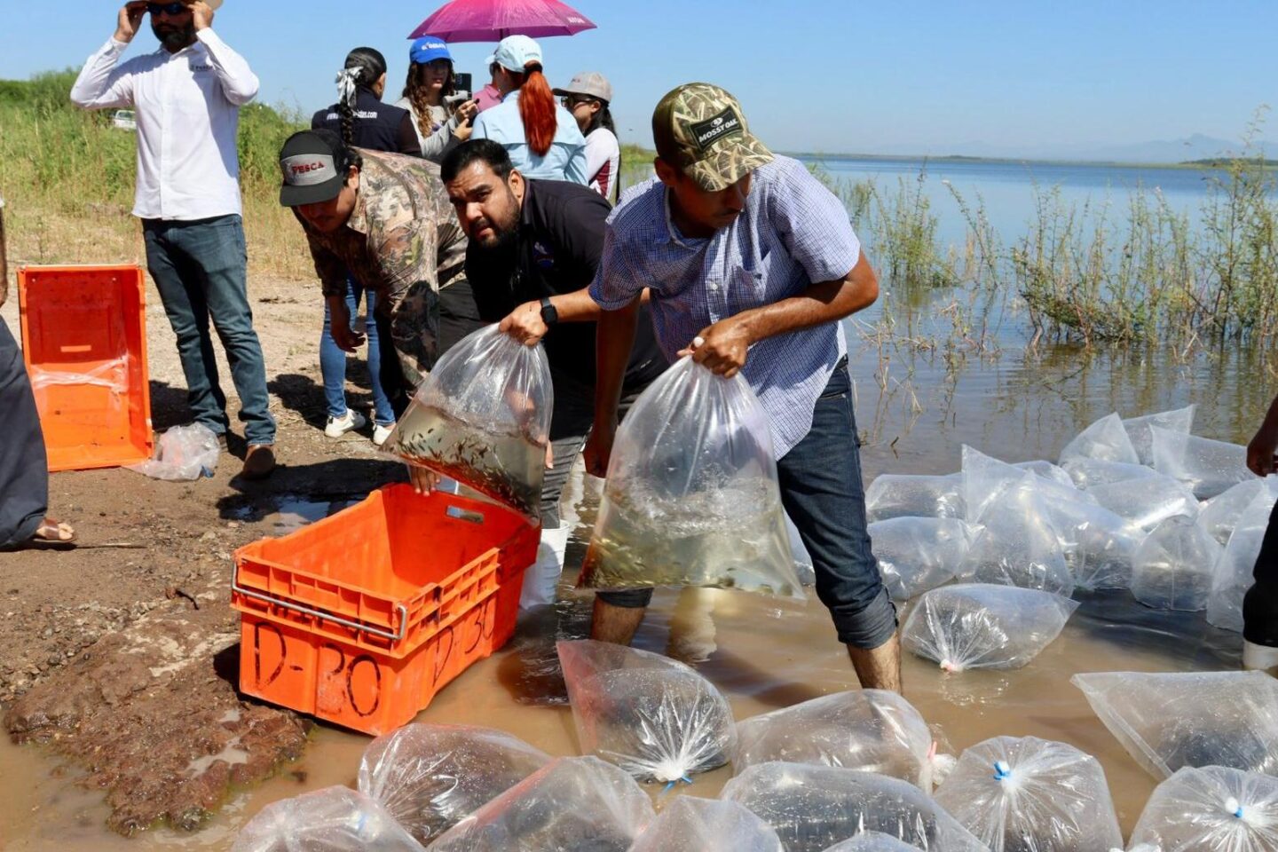 Gobierno de Sinaloa impulsa la pesca en la Presa Eustaquio Buelna con la siembra de 1.5 millones de alevines