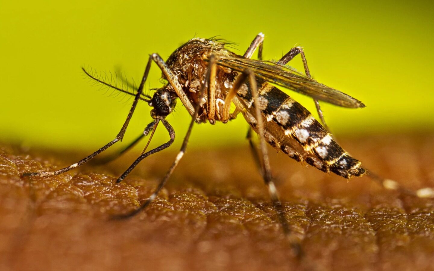 Dengue: ¿Cómo prevenirlo? ¿Cuáles son sus síntomas?