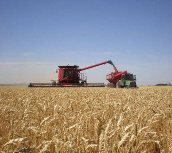 Productores de trigo son respaldados por la industria con un precio garantizado de 5 mil por tonelada