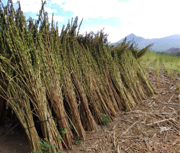 Recientes lluvias permitirán iniciar con siembra de ajonjolí y cacahuate: Líder agrícola