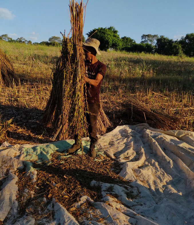 Advierten desaparición de cultivos de ajonjolí y cártamo en Mocorito por falta de lluvias