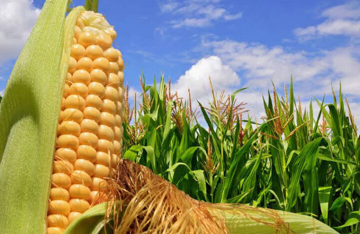 Sin apoyos  económicos por parte de la federación, productores de maíz podrían de dejar de sembrar: AARFS
