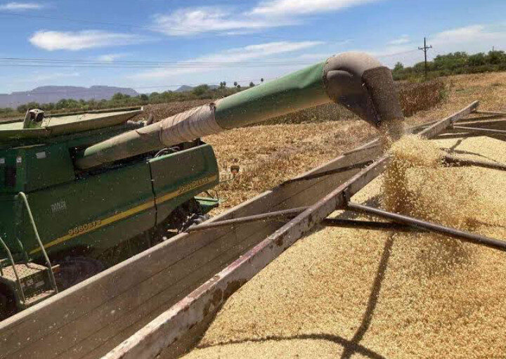 Maíz en caída libre: precio baja a menos de 5 mil por tonelada arrastrando una pérdida de 40 dólares en 4 meses