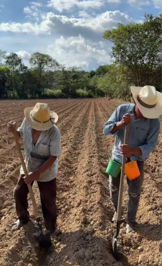 Productores de El Carrizo deben tener cuidado al sembrar ajonjolí, ante  posibles riesgos