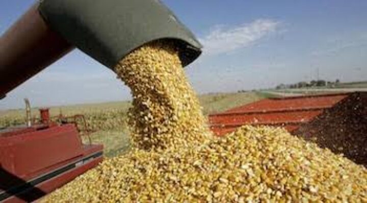 La importación de maíz a México alcanza récord y perjudica a productores de Sinaloa: AARFS
