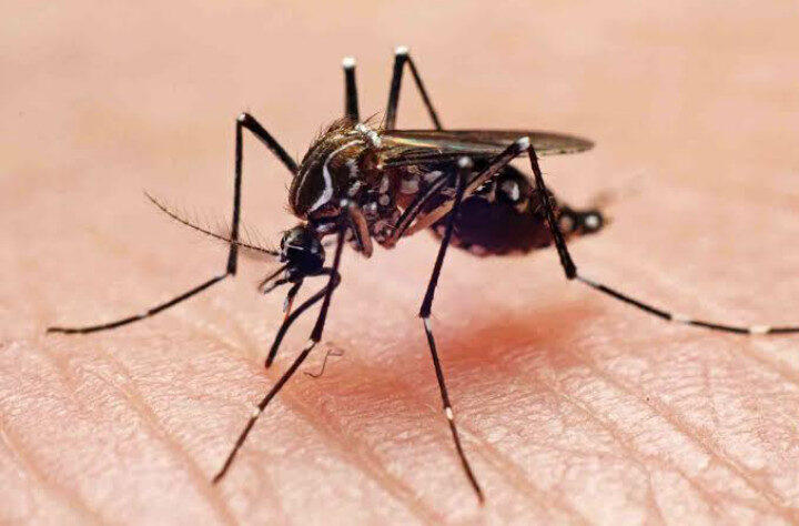 Suman 24 casos de dengue en Ahome; Salud Municipal llama a la prevención