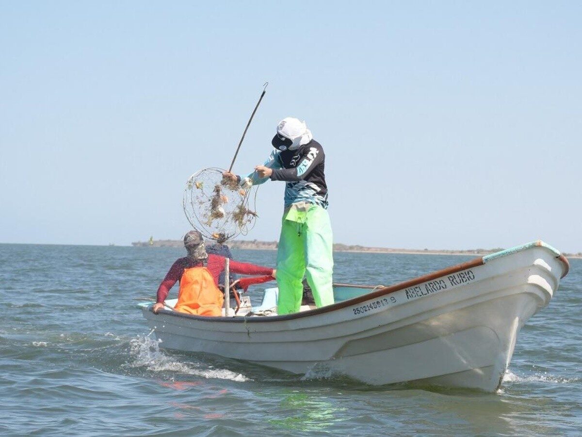 Pescadores se declaran listos para iniciar con la captura de jaiba a partir de este 10 de julio