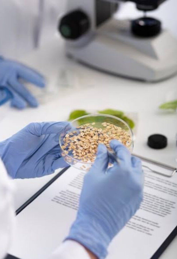 La investigación de semillas en Fundación Produce Sinaloa se vuelve  crucial para enfrentar sequía