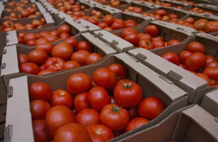 Anuncia el Gobierno de los Estados Unidos arancel al tomate mexicano