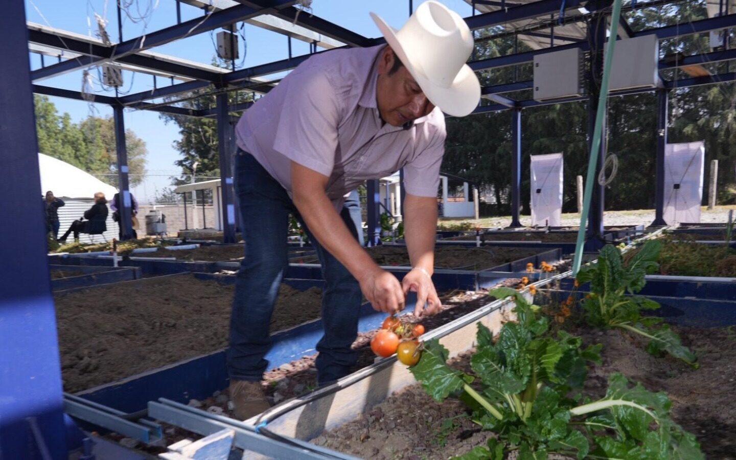 La técnica agrovoltaica, una innovación que optimiza el uso del suelo, genera energía renovable y mejora la producción en los campos agrícolas