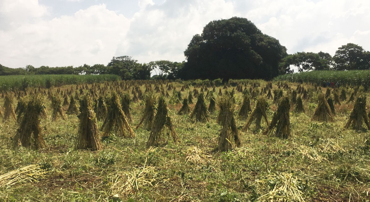 Llueve en El Carrizo y con ello la esperanza de mejorar las siembras de ajonjolí