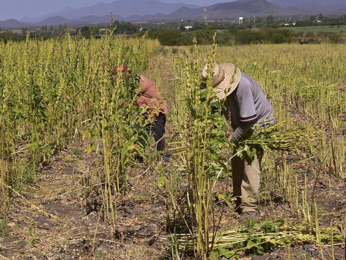 El déficit de lluvias  han afectado en El Carrizo el desarrollo del ajonjolí: JLSVVC