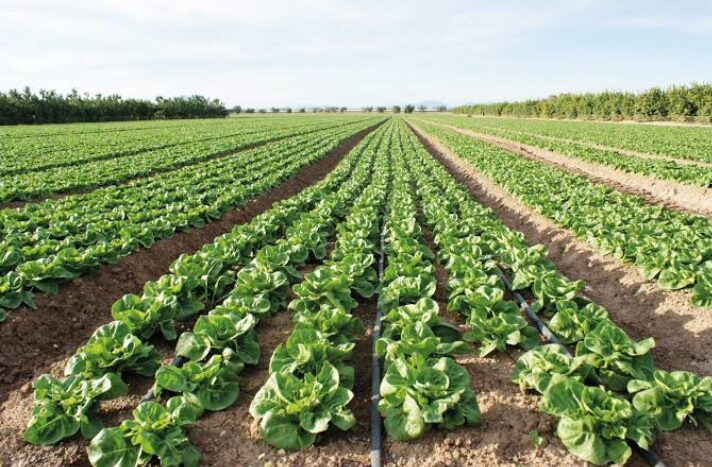 Productores agrícolas en Sinaloa contarán con un esquema de crédito gracias a FIRA