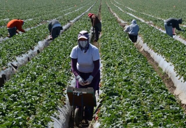 Agricultores deben cumplir con la ley y garantizar condiciones dignas para los jornaleros, y de sus familias