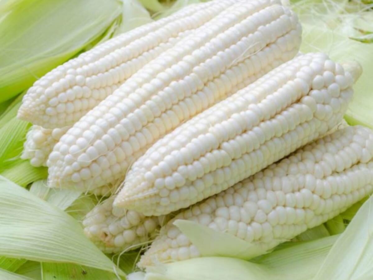 Empresarios y productores se unen para exigir la clasificación de maíz blanco sinaloense
