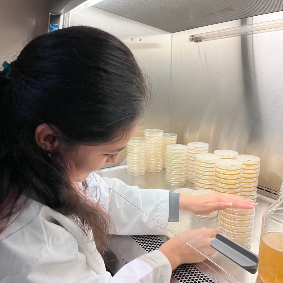 Alumna de la UAS realiza investigación sobre evaluación de tratamientos químicos biológicos y extractos botánicos contra hongo patógeno vegetal