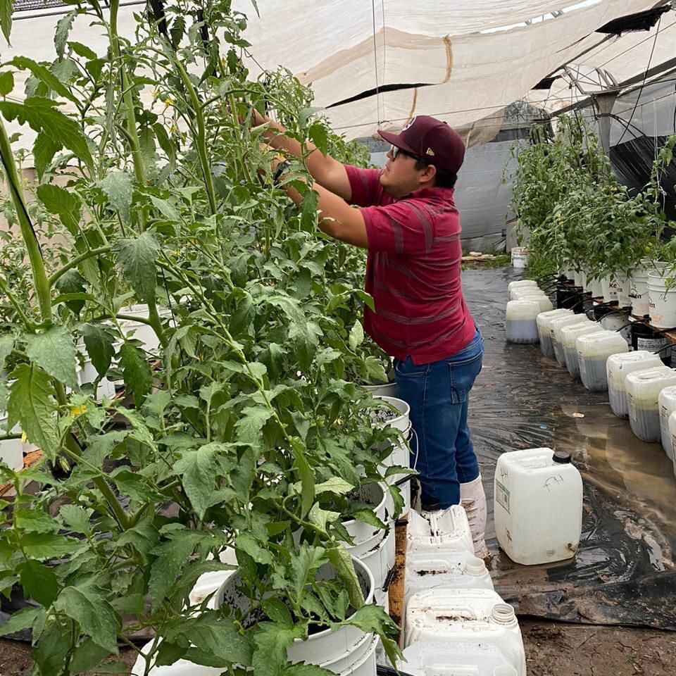 Analizan especialistas de la UAS la aplicación de níquel en sistemas hidropónicos de las plantas para la mejor metabolización del nitrógeno