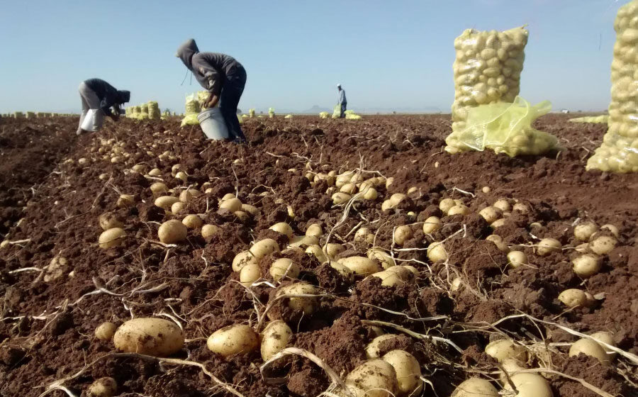 Autorregulación es clave para los productores de papa; no sembrar más de 17 mil hectáreas