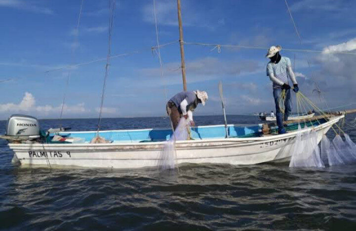 Pesca: Bajas capturas de camarón afectan al sector pesquero; saqueo le ha hecho mucho daño