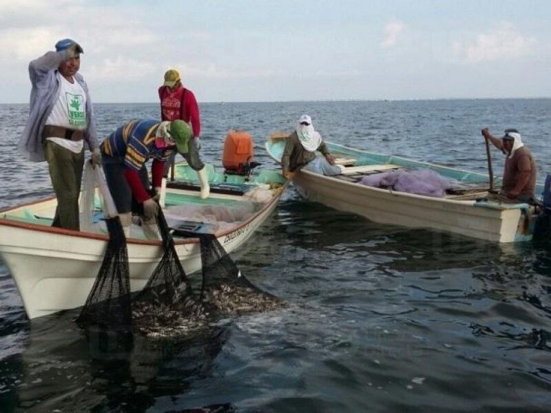 La espera terminó: Pescadores se preparan  para la temporada de captura de camarón