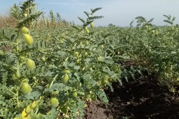 Siembra de garbanzo para los productores es una buena opción para el ciclo otoño-invierno: AARFS