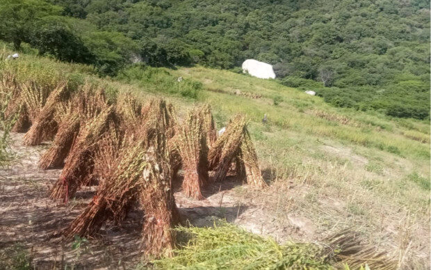 Temporaleros de Choix listos para iniciar con la cosecha de ajonjolí: CMC