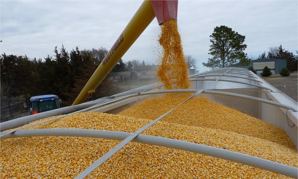 Los 6 mil pesos por tonelada de maíz es hacia arriba; el Gobierno Federal debe poner recurso de coberturas: AARFS