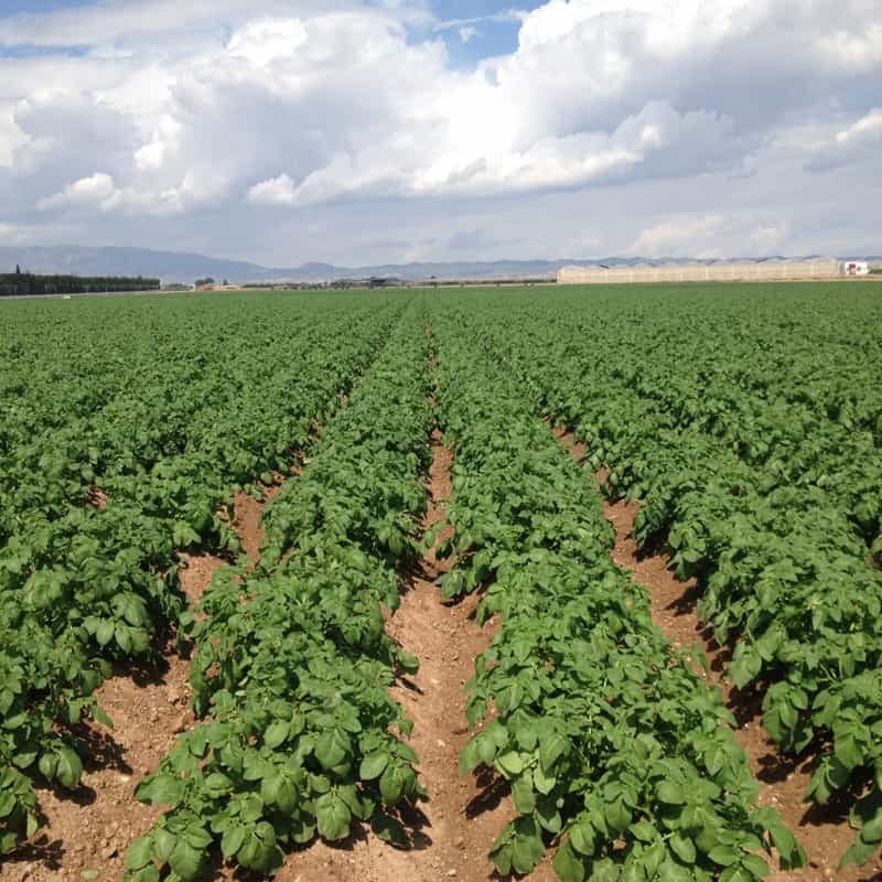 Ciclo agrícola 2025-2026 en Sinaloa se aprueba con 47.%  de capacidad en presas