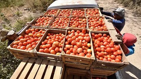 Sinaloa reduce superficie de tomate por aranceles de EU; se advierte un panorama complicado: CAADES