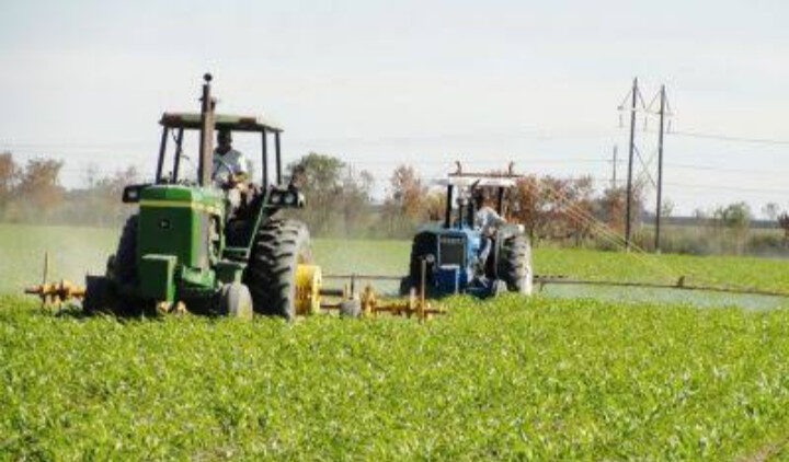 “No tiene sentido seguir sembrando para perder dinero”: productores de Sinaloa