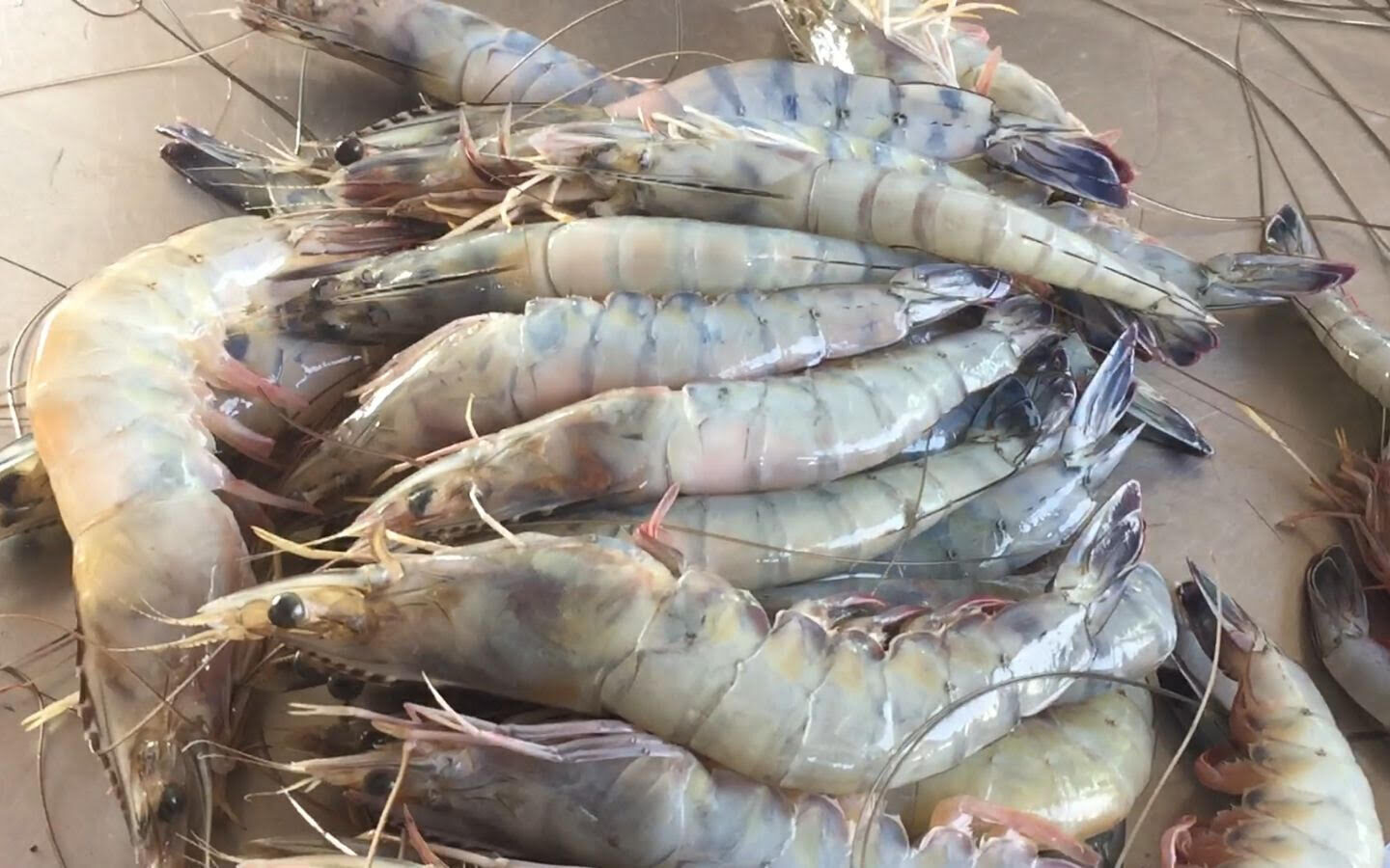 Sinaloa es sinónimo de camarón de calidad y Ahome es el corazón de la acuacultura: Flor Emilia Guerra