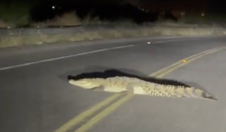 Captan un cocodrilo por la carretera a Las Glorias en Guasave