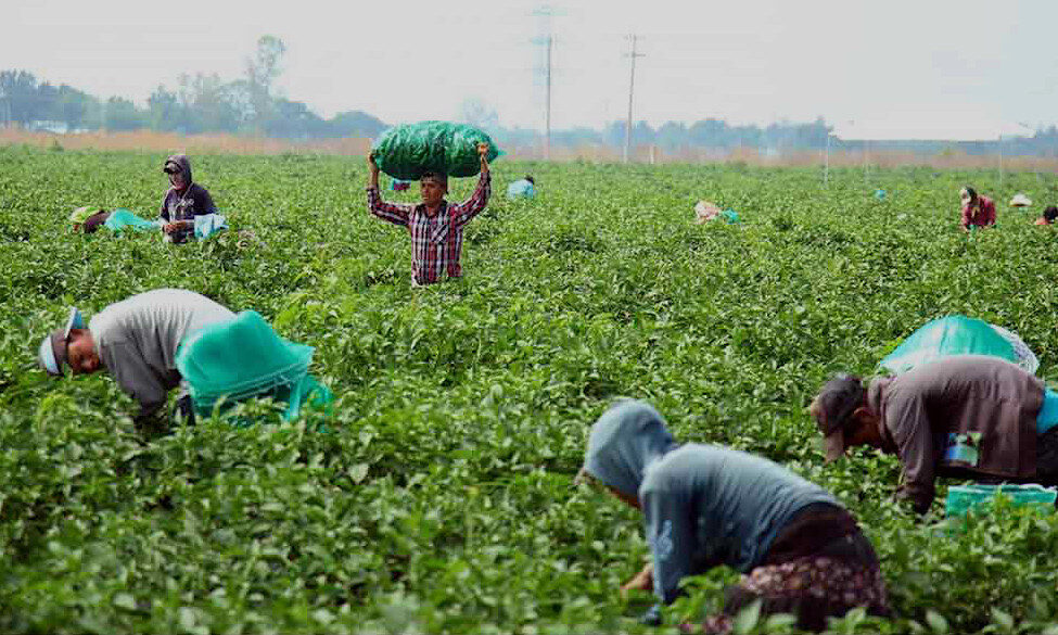 Atienden llamado transportistas de personal del campo; llevan a jornaleros foráneos a vacunar