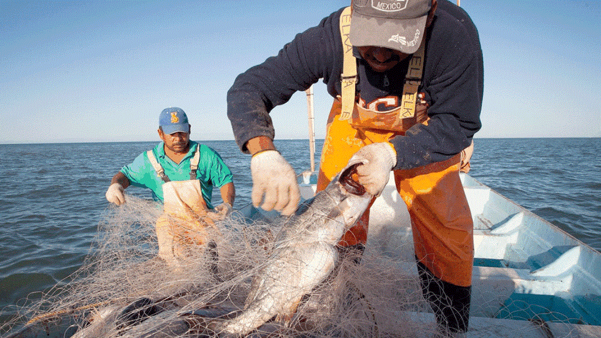 Consolida Sinaloa su liderazgo nacional en sanidad acuícola y pesquera