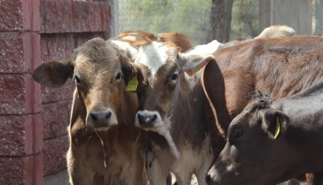 Esperan ganaderos pecuarios que el 2026 lleguen  apoyos para repoblar hatos