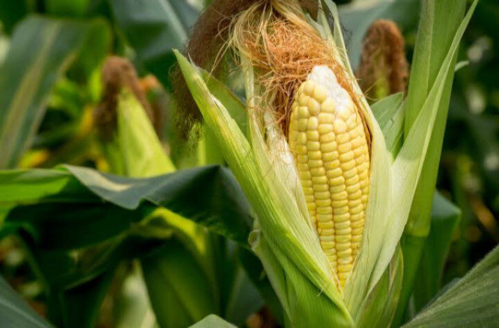 El día 8 de diciembre se discutirá futuro del maíz en México: Valdez Armentía