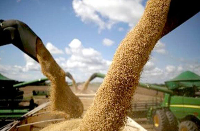 Baja el precio del maíz en el mercado internacional; afectará a productores: AARFS