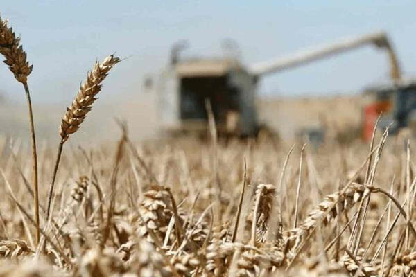 Trigueros de El Carrizo siembran con dudas sobre la rentabilidad del cultivo