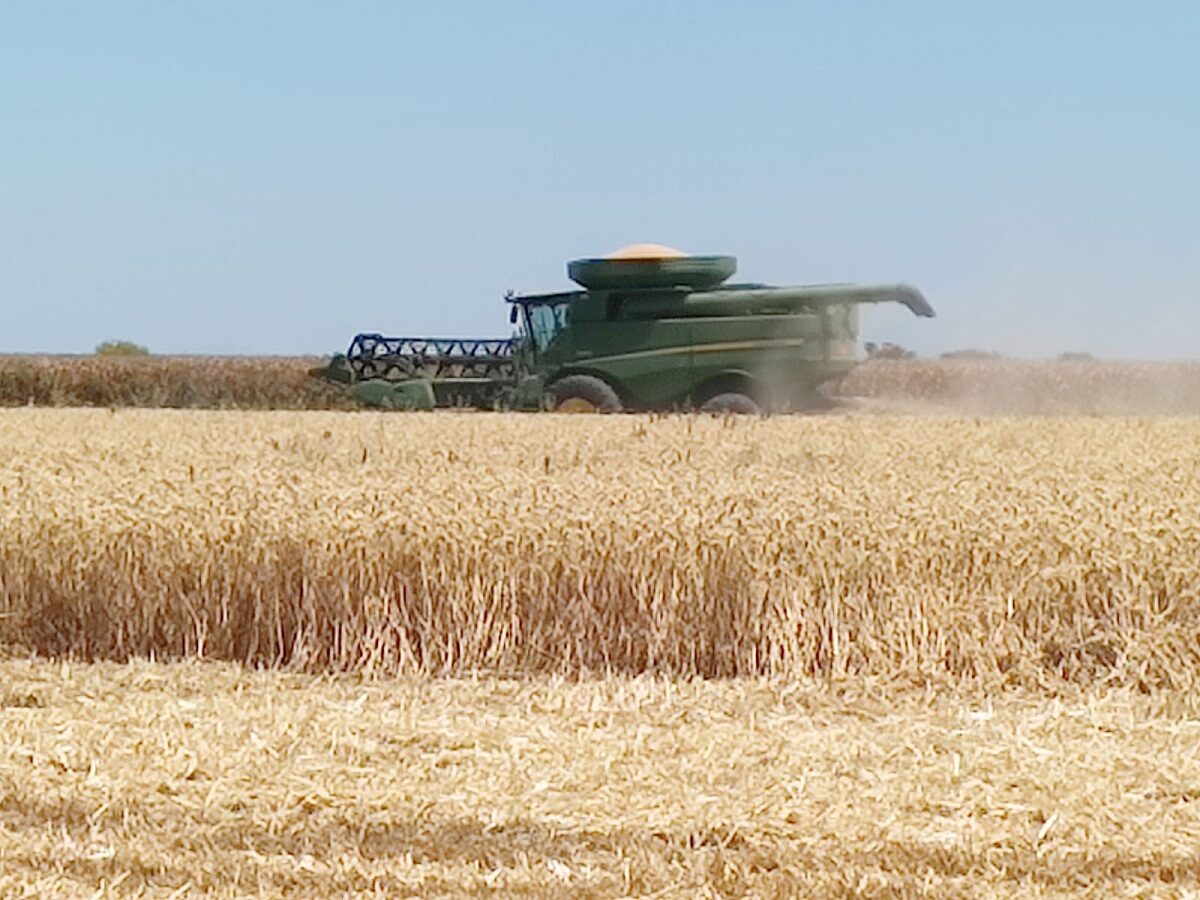Trigueros ven una luz de esperanza con la apertura de ventanillas para registro: AARFS