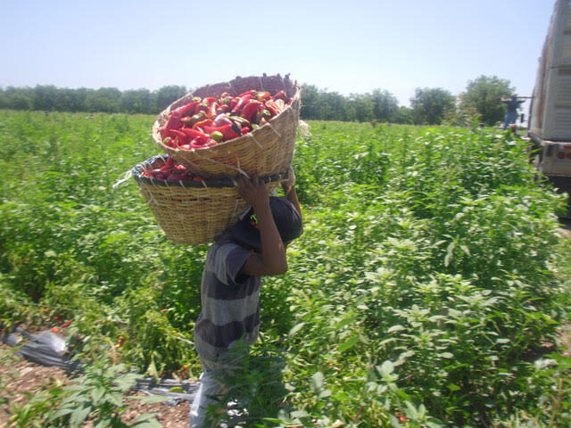 En Sinaloa la cosecha de hortalizas avanza corte, empaque para su exportación: SADER