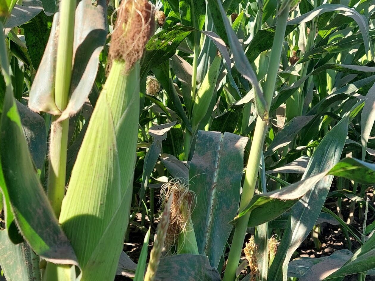 El calor de noviembre y diciembre impulsa el crecimiento de los cultivos: JLSVF